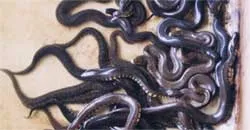 Độc chiêu nghề nuôi rắn ảnh 2