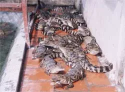 Độc chiêu nghề nuôi rắn