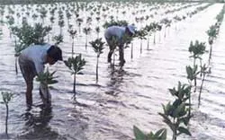 Ngát xanh rừng phòng hộ