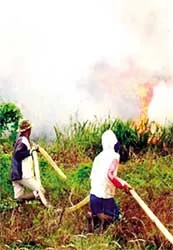 Cháy rừng gây ô nhiễm môi trường khu vực