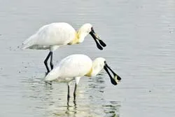 Đi ngắm chim trời