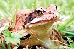 Lợi bất cập hại