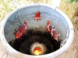 Chuột đồng quay lu