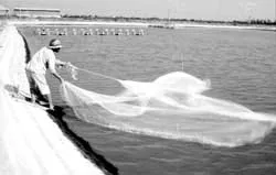 Phá thế độc canh cây lúa