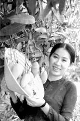 Để cây ăn trái Sóc Trăng phát triển mạnh