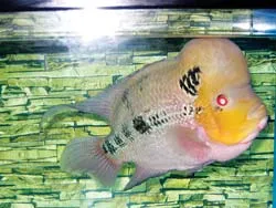 Từ làng đến phố