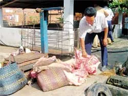 Tiêu hủy kịp thời 3 tấn thịt heo lở mồm long móng