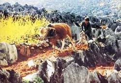 Sống chết với đá ảnh 7