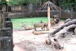 Chờ đợi sự khởi sắc ở Thảo Cầm viên Sài Gòn