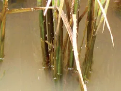 Hết sức nghiêm trọng! ảnh 2