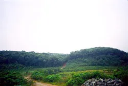 Anh thương binh làm giàu nhờ trồng rừng ảnh 2