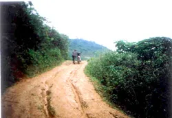 Anh thương binh làm giàu nhờ trồng rừng ảnh 3