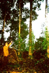 Anh thương binh làm giàu nhờ trồng rừng