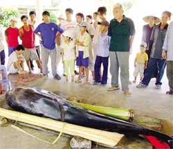 Phú Yên: Cá voi mắc cạn