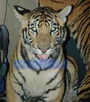 One of the tigers held captive by wildlife traders