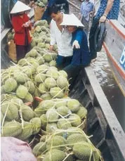 WTO – Thêm khó khăn cho trái cây Việt Nam