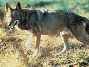 Rare Red Wolf Tracks Spotted in National Park ảnh 1