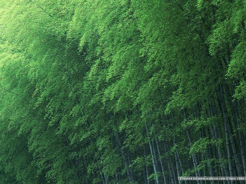 Bamboo and the Vietnamese Ethos ảnh 1