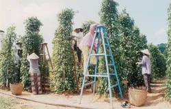 Được chơi ở “sân” lớn và sòng phẳng hơn