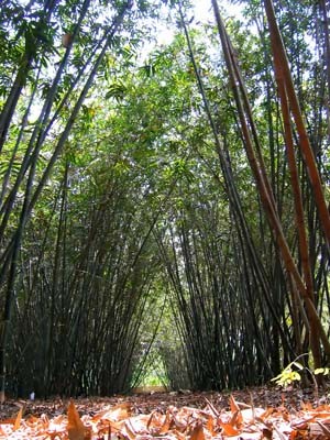 Bamboo Eco-Reserve Beckons ảnh 1