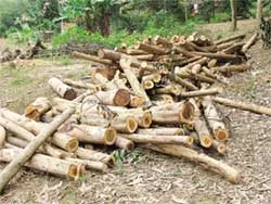 Lâm tặc phá rừng giữa ban ngày