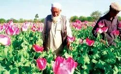 “Hộp đen” của ngành nông nghiệp thời chiến