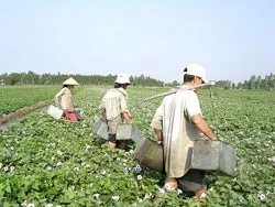 Trang trại khoa học giữa “đồng hoang”