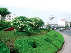 Loanh quanh chuyện bùng binh