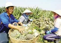 Xử lý kỹ thuật dứa cayene ra trái quanh năm