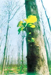 Nỗi lòng một người cha