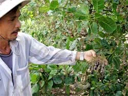 Bỏ ngỏ thị trường trong nước ảnh 2