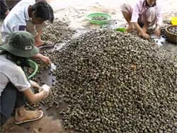 Bỏ ngỏ thị trường trong nước
