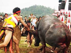 Buffalo Sacrifice Festival in Central Highlands ảnh 3