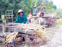 Mía lại “ngã” đồng…
