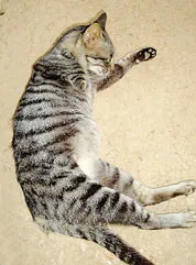 Mèo mẹ và mèo con 3 chân