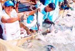 Lận đận… tìm tên cho cá!