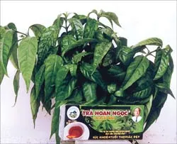 Đề phòng trà Hoàn Ngọc “nhái”