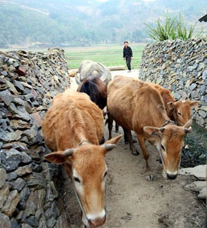 Landscapes of Grandeur, and a Heart-Warming Story ảnh 2