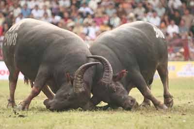 Pinned down: Two fierce contestants go at each other during the " choi trau"festival in Do Son