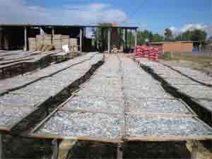 Anchovies are sundried in a fishing village