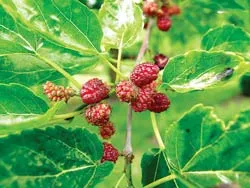 Lá dâu tằm đa dụng