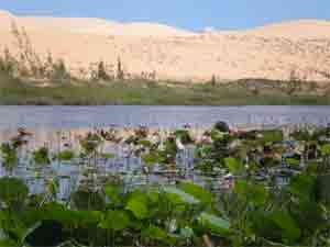 Fragant blooms: Lotuses crowd the shallow parts of the Bau Ba (Lady Lake)