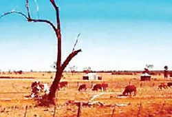 Năm 2006 – năm của thiên tai và tai nạn ảnh 2