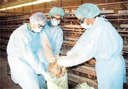 Tái phát dịch cúm gia cầm