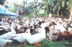 Cán bộ chủ quan, dân lơ là?