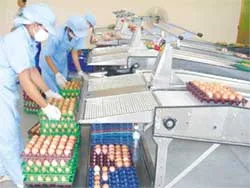 Lỗ hổng từ những vựa trứng cấp 1