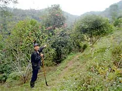 “Vua rừng” nơi địa đầu Tổ quốc ảnh 2