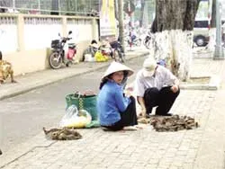 Liều hết biết!