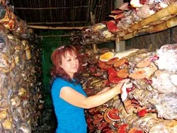 Ước mơ “lên đời” nấm Việt