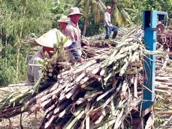 ĐBSCL : Bảo vệ an toàn khoảng 1 triệu ha lúa đông-xuân